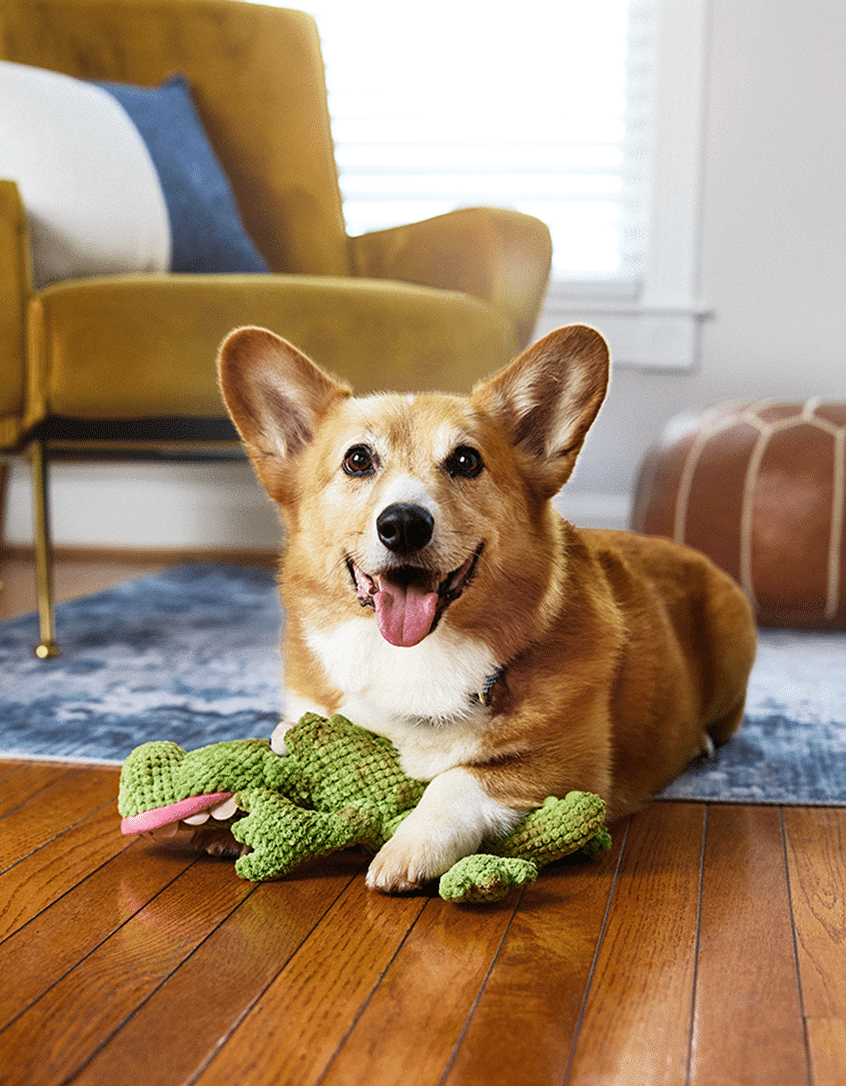 corgi